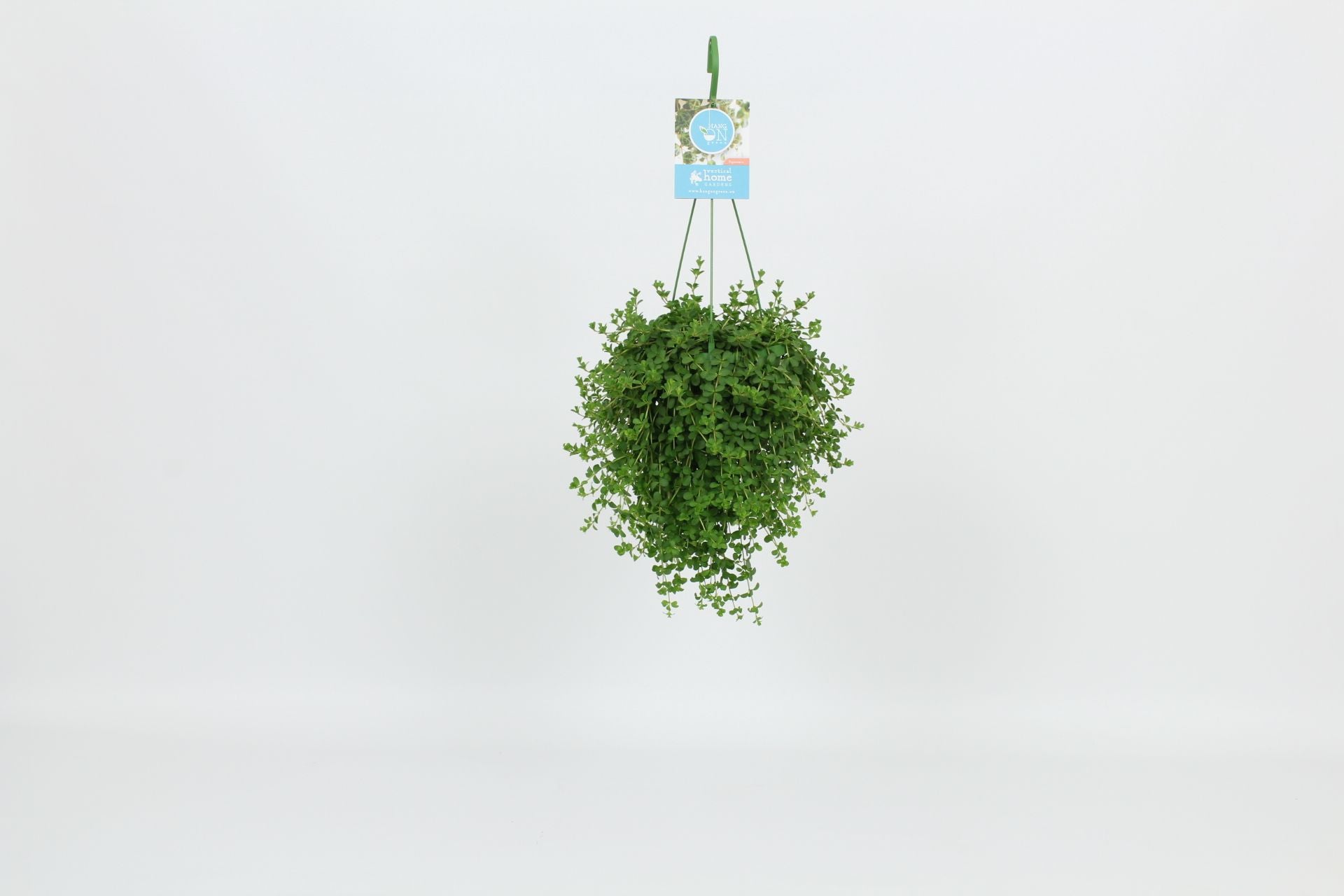 Peperomia cap. Isabelle 30cm 14cm Pot