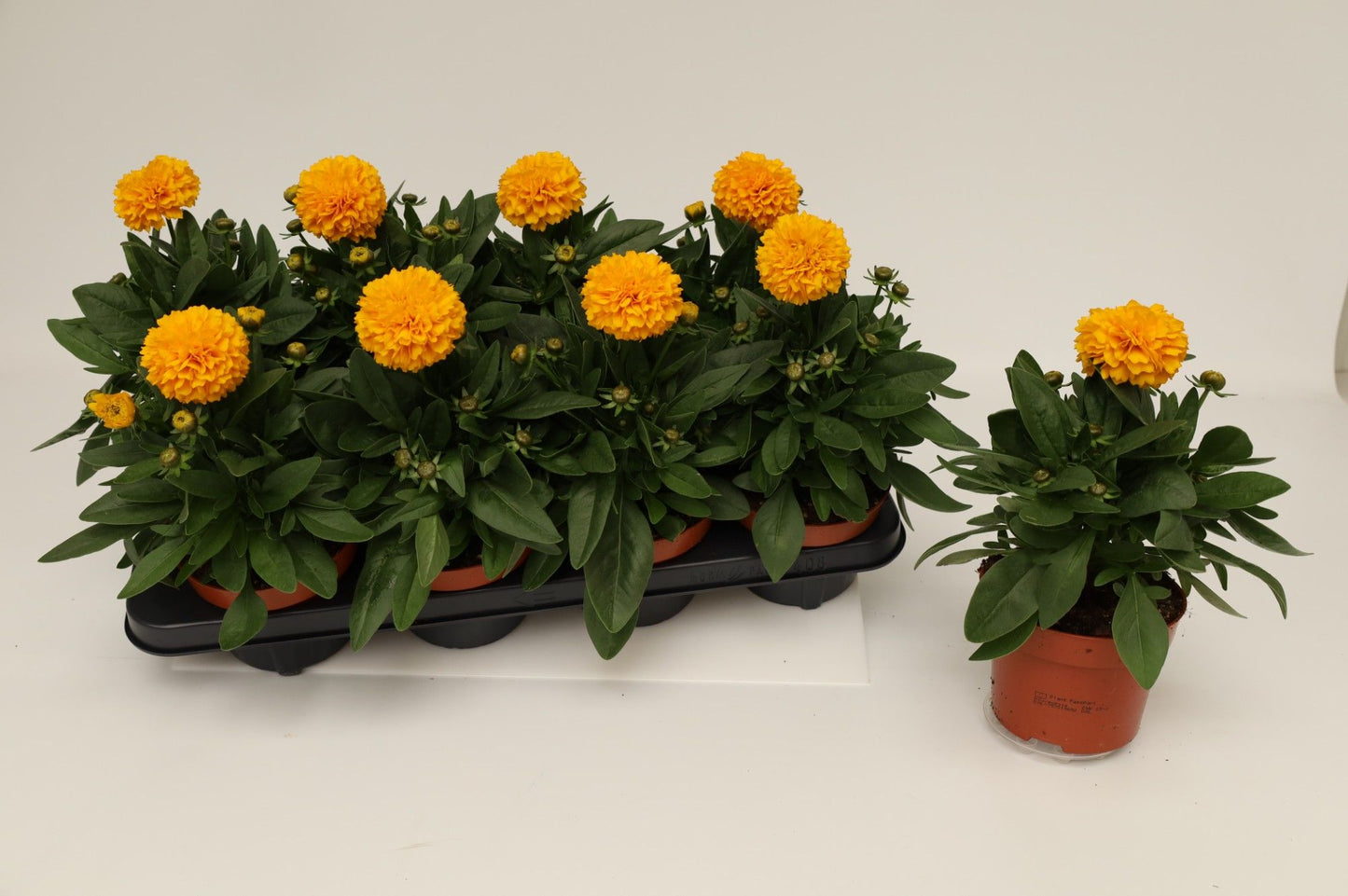 Coreopsis Double the Sun 25cm 13cm Pot