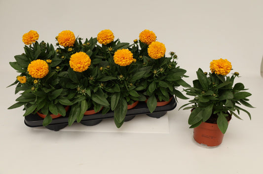Coreopsis Double the Sun 25cm 13cm Pot