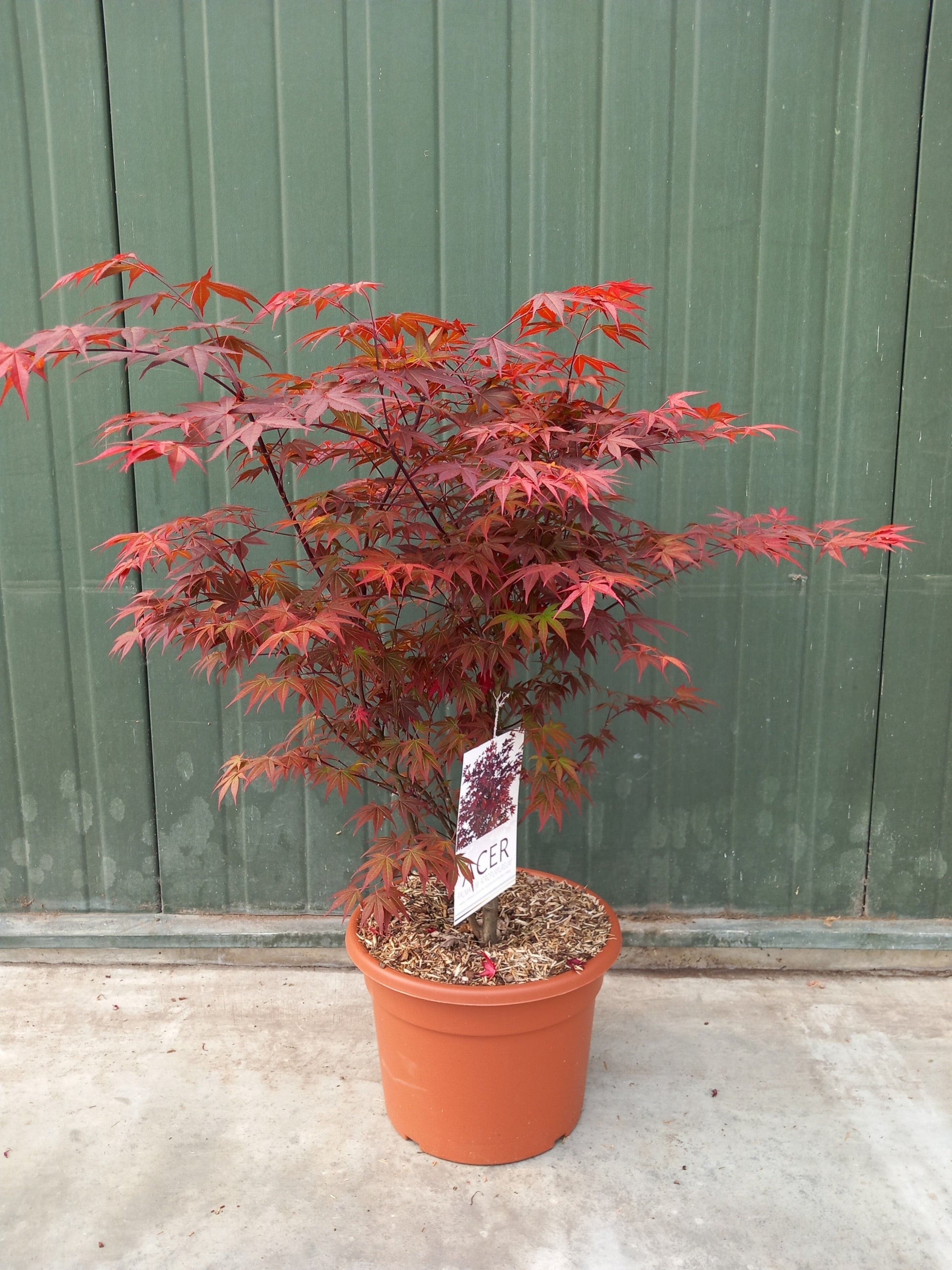 Acer palm. Atropurpureum 120cm 32cm Pot