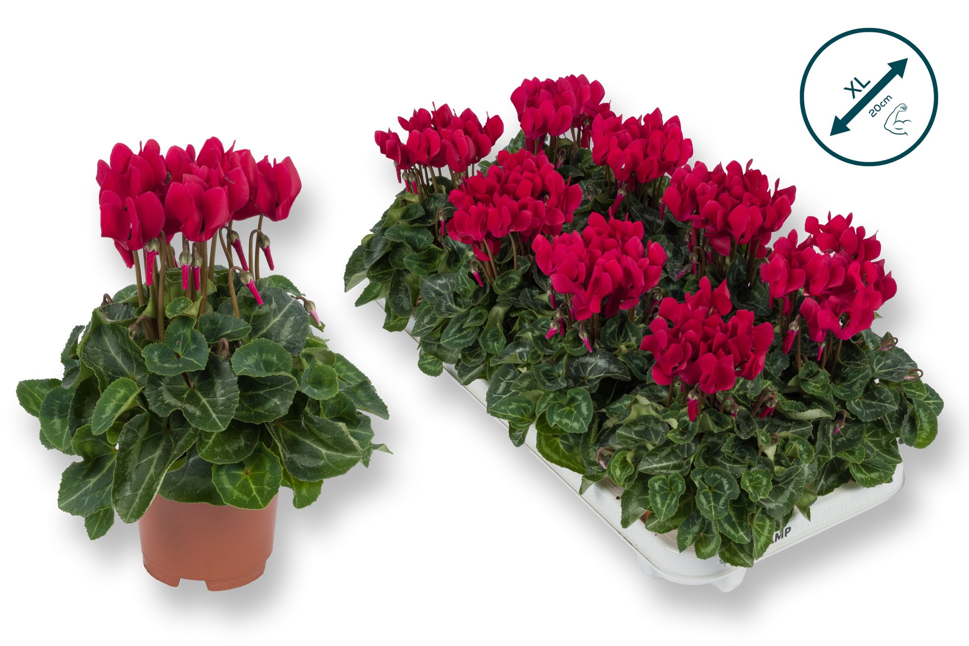Cyclamen Compact wine red 20cm 510cm Pot