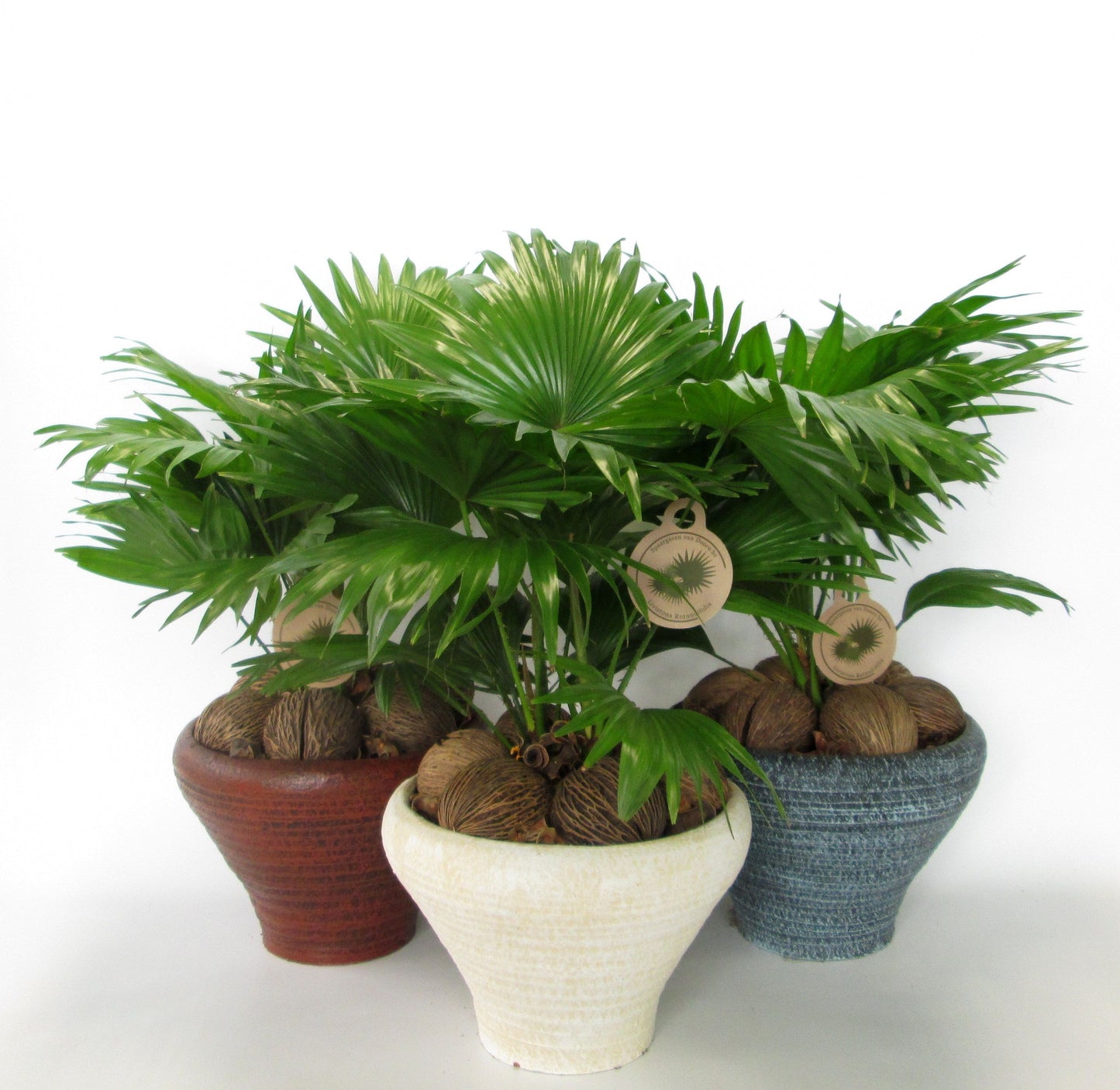 Livistona in stone pot 50cm 26cm Pot