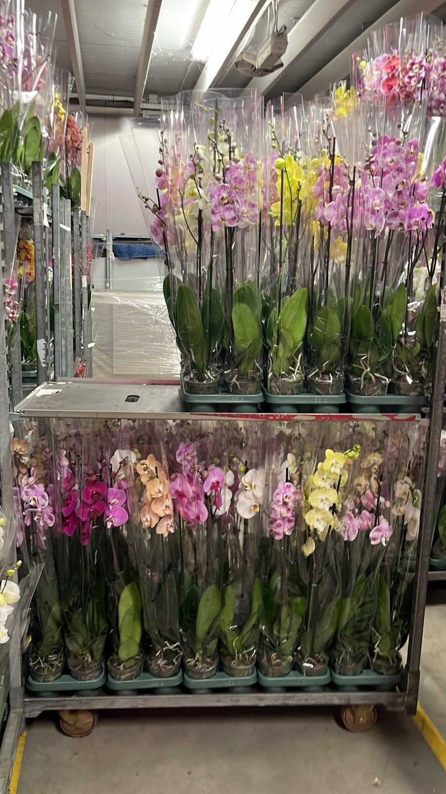 Phalaenopsis mix Mimesis 90cm 12cm Pot