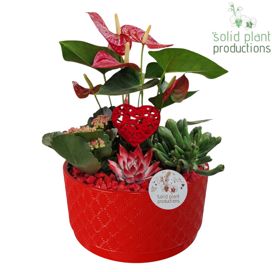 arr. Anthurium AE004 RV 42cm 22cm Pot