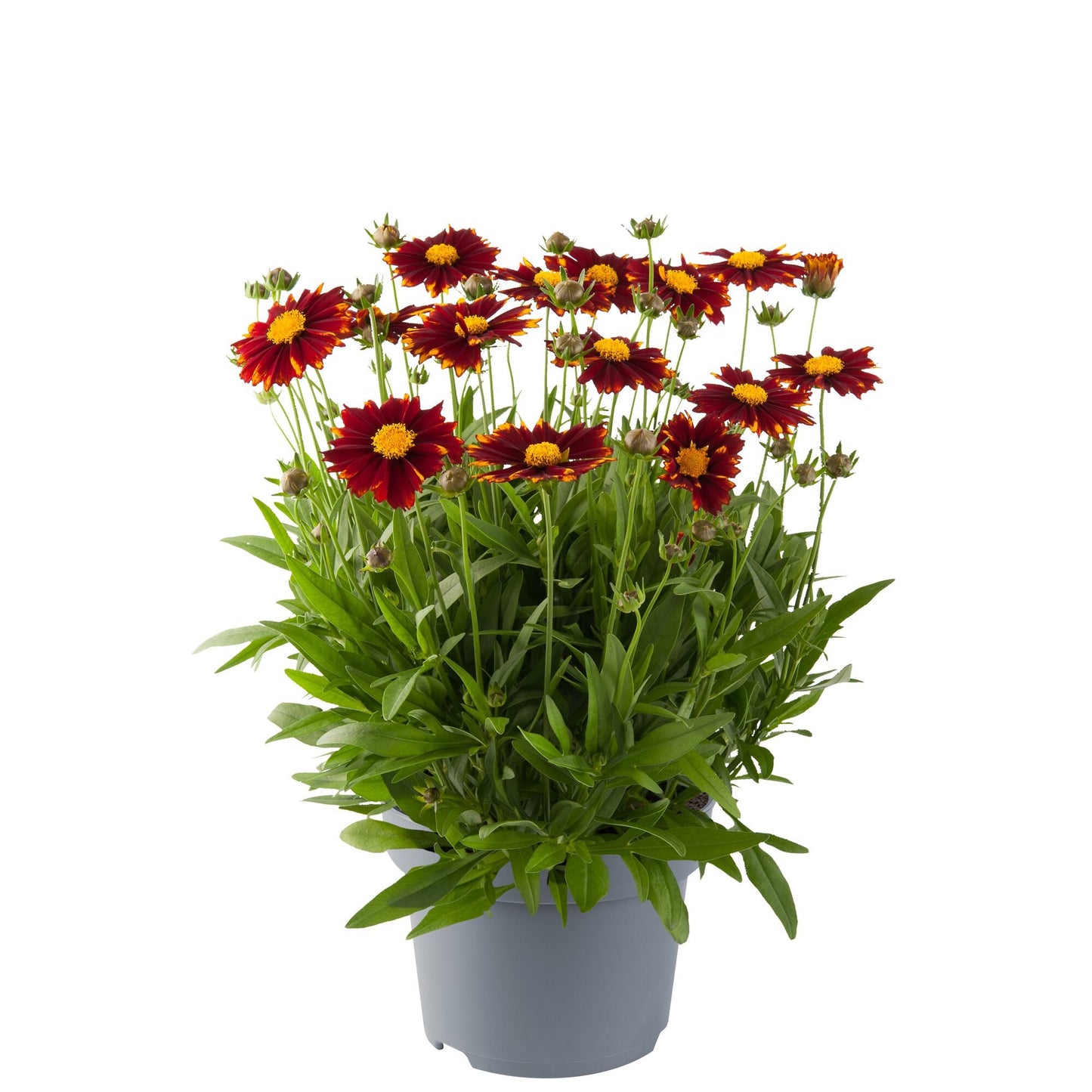 Coreopsis Uptick Yellow & Red 25cm 17cm Pot