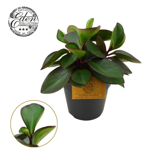 Peperomia clus. Red Margin 25cm 15cm Pot