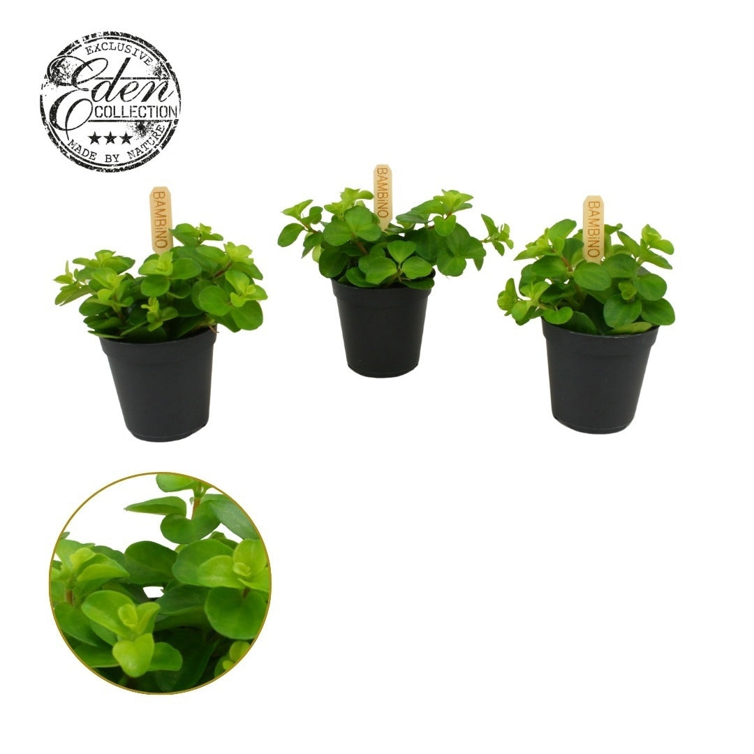 Peperomia rotundifolia 10cm 505cm Pot
