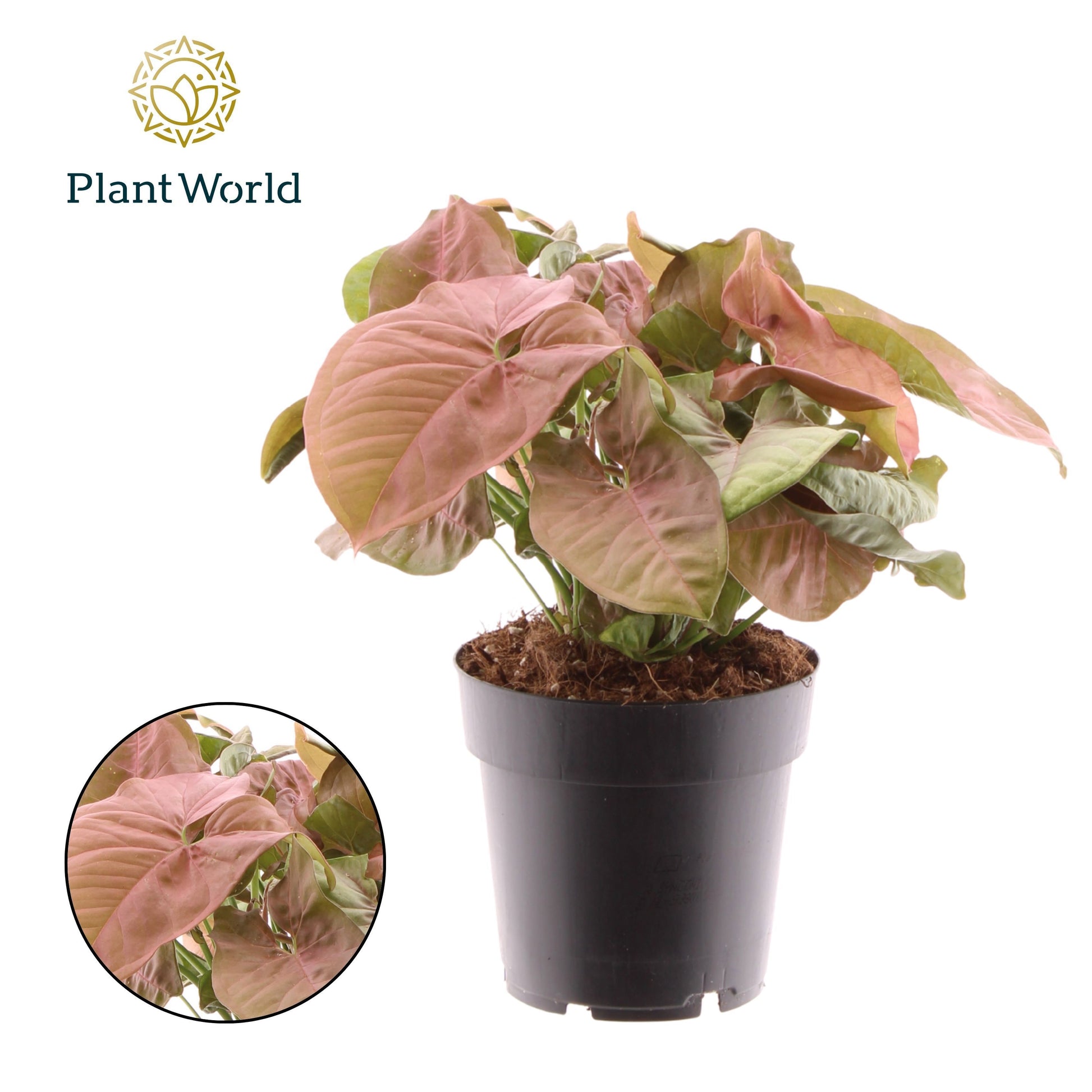 Syngonium Red Heart 30cm 14cm Pot