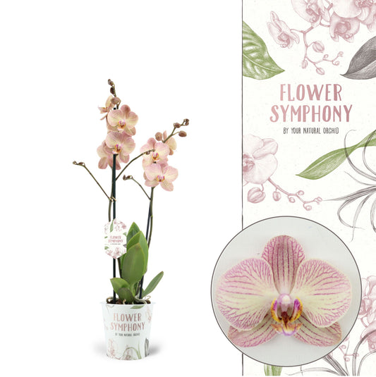 Phalaenopsis Flower Symphony Varese 45cm 12cm Pot