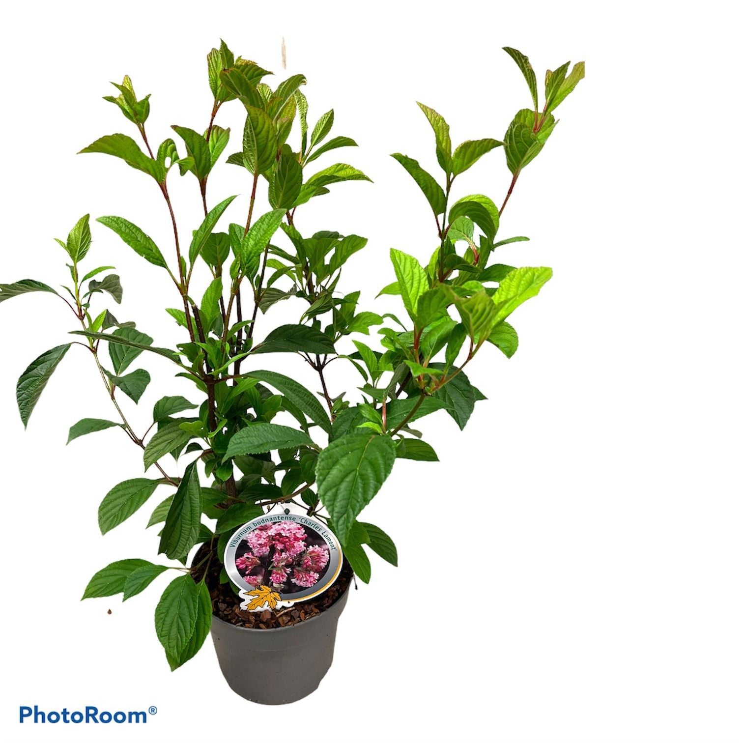 Viburnum bod. Charles Lamont 60cm 19cm Pot