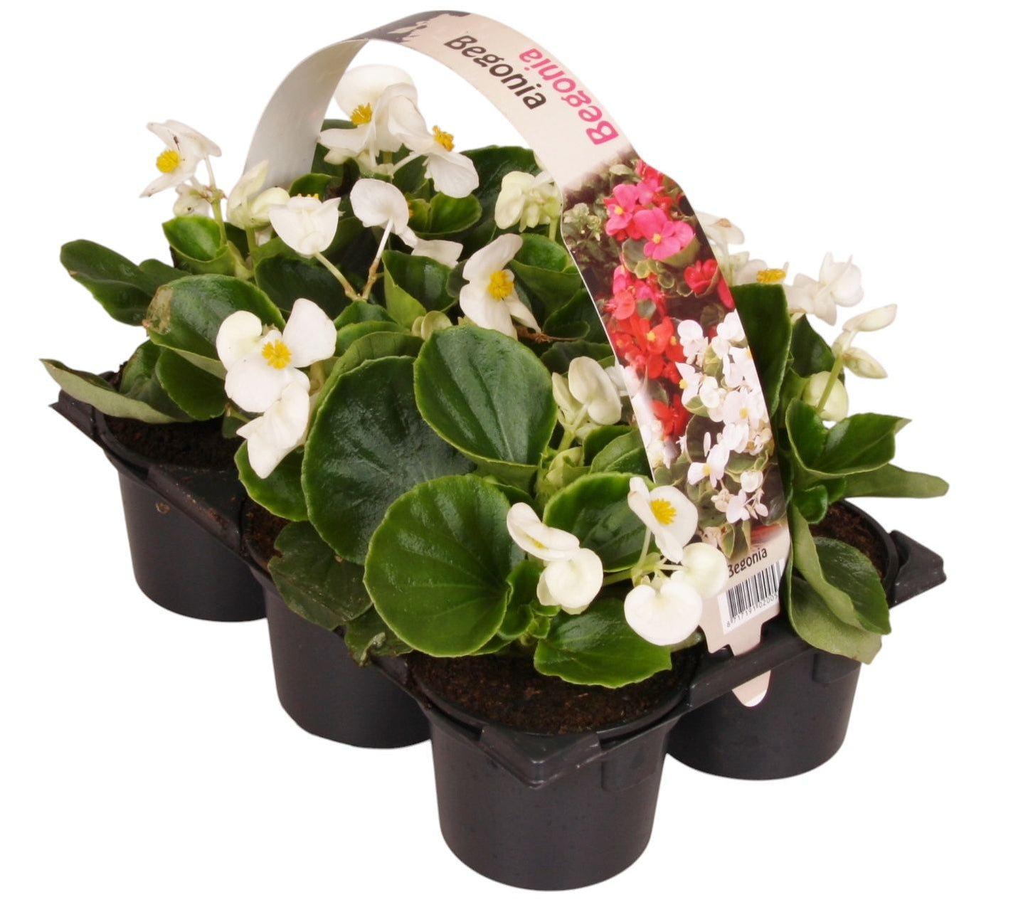 Begonia semp. green leaf white 15cm 9cm Pot
