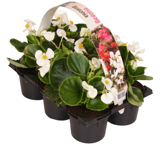 Begonia semp. green leaf white 15cm 9cm Pot
