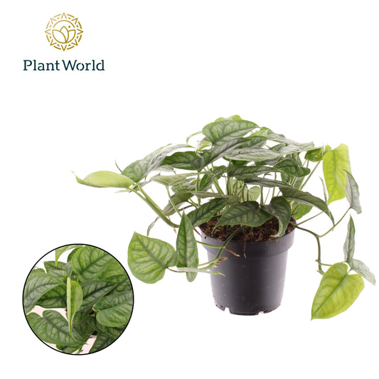 Monstera siltepecana 20cm 12cm Pot