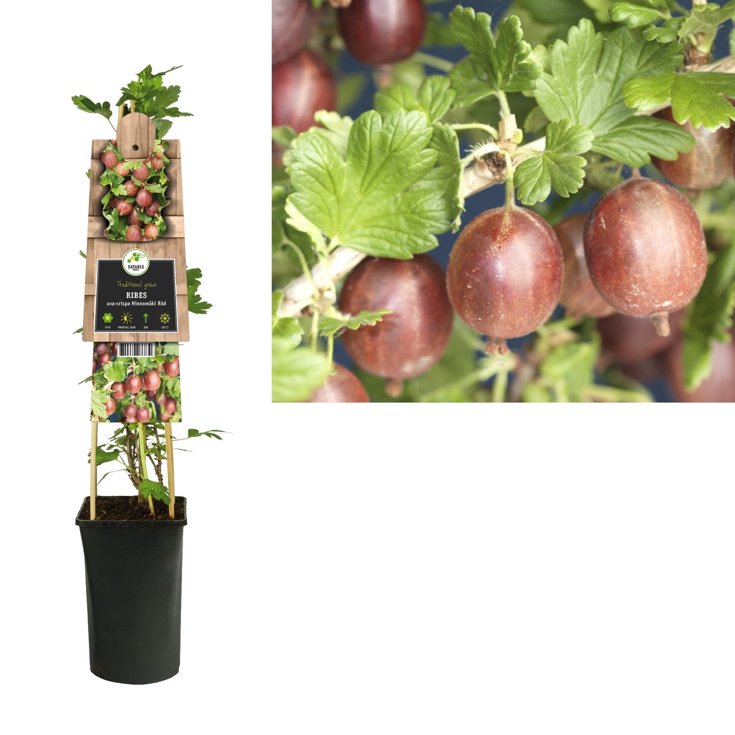 Ribes ("Gooseberry") Hinnonmaki Red 75cm 17cm Pot