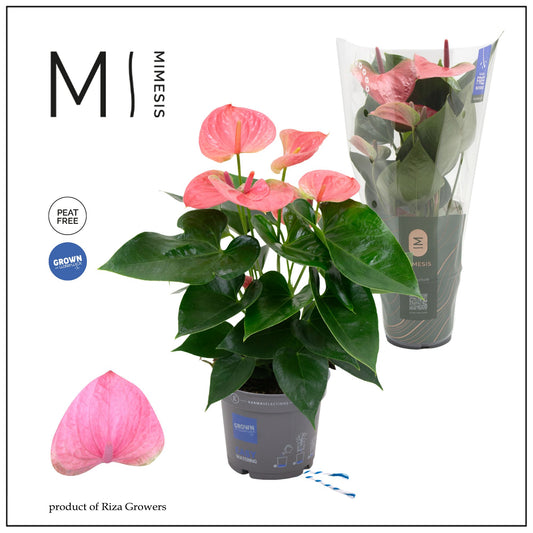 Anthurium Karma Pink 45cm 12cm Pot