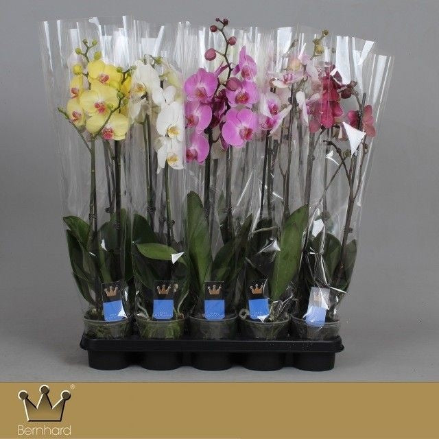 Phalaenopsis mix A2 70cm 12cm Pot
