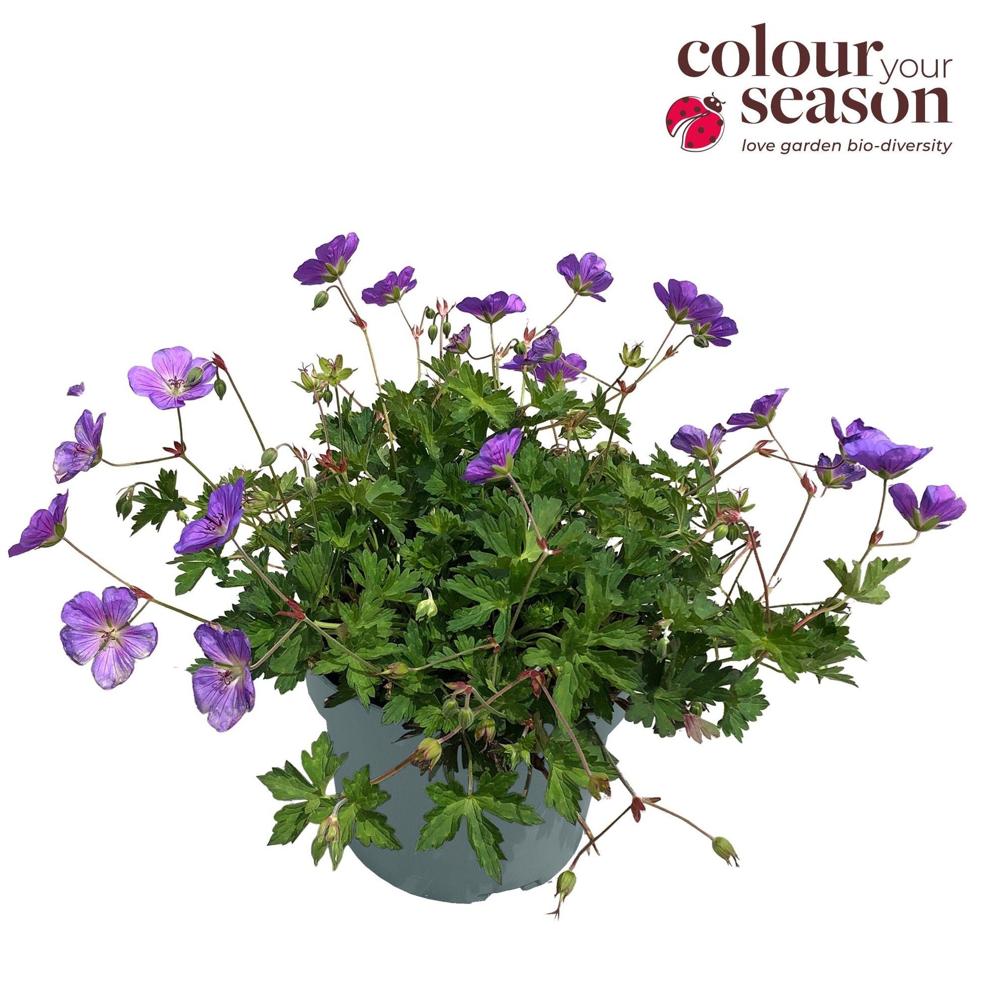 Geranium Bloom Me Away 30cm 19cm Pot