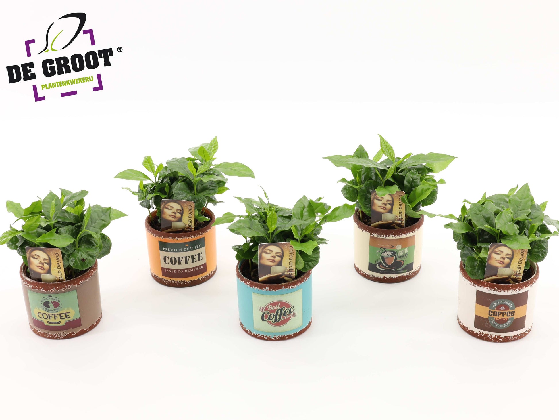 Coffea arabica in ceramic 20cm 9cm Pot