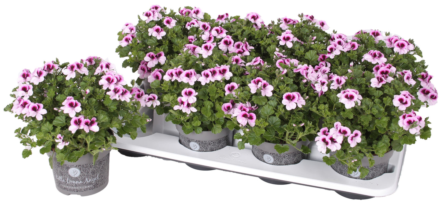 Pelargonium gr. Angel Indy 25cm 12cm Pot
