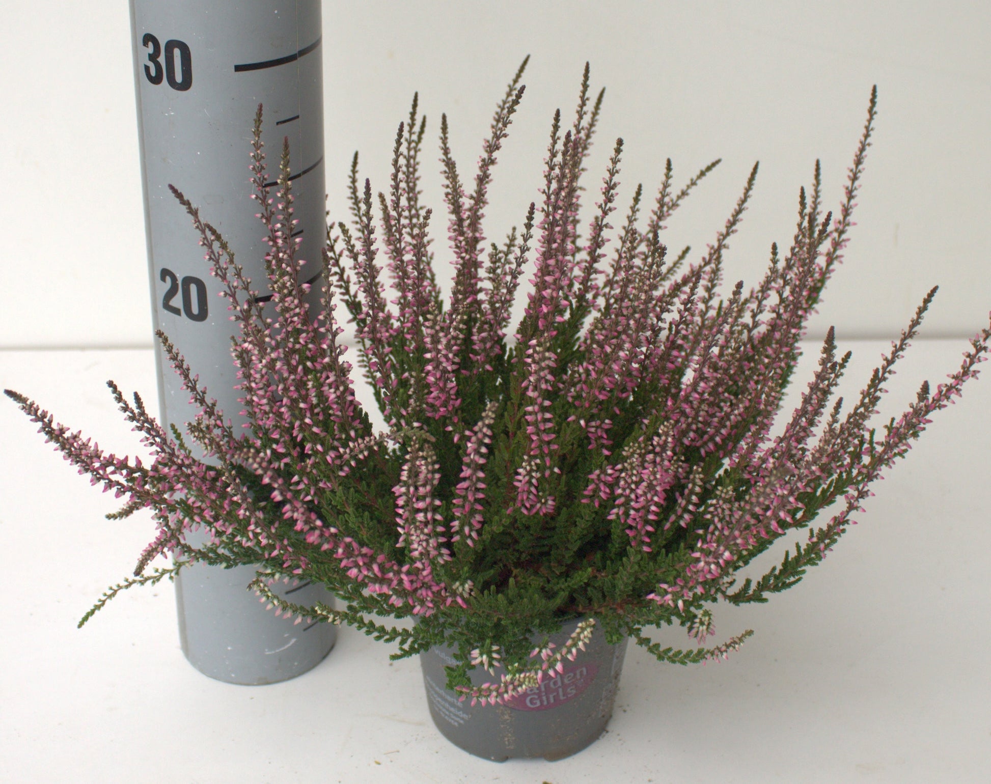 Calluna Garden Girls pink 25cm 12cm Pot