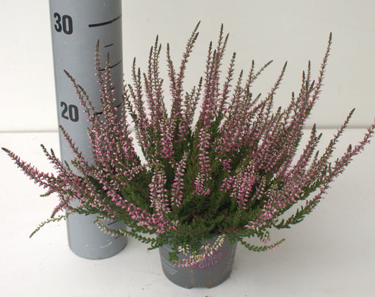Calluna Garden Girls pink 25cm 12cm Pot