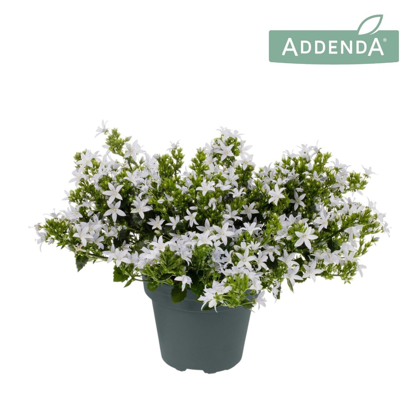 Campanula Adansa white 30cm 15cm Pot