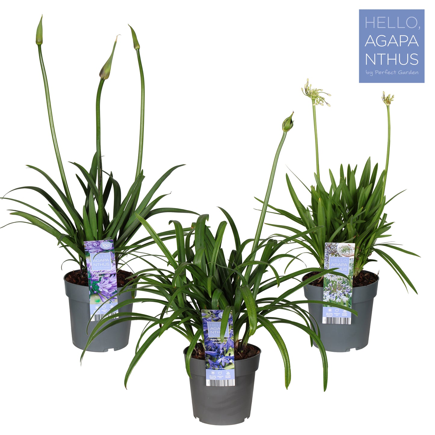 Agapanthus africanus 70cm 23cm Pot