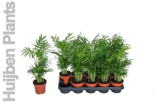 Chamaedorea elegans 45cm 12cm Pot