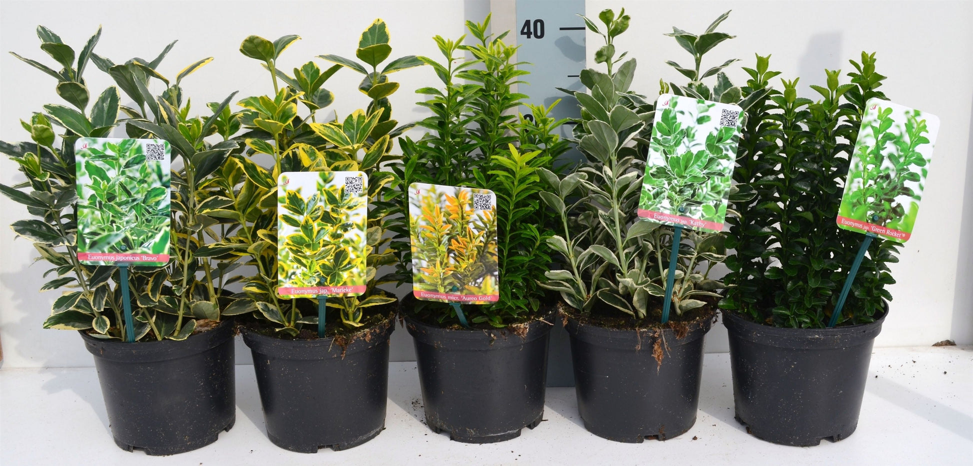Euonymus japonicus mix 25cm 17cm Pot