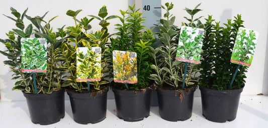 Euonymus japonicus mix 25cm 17cm Pot