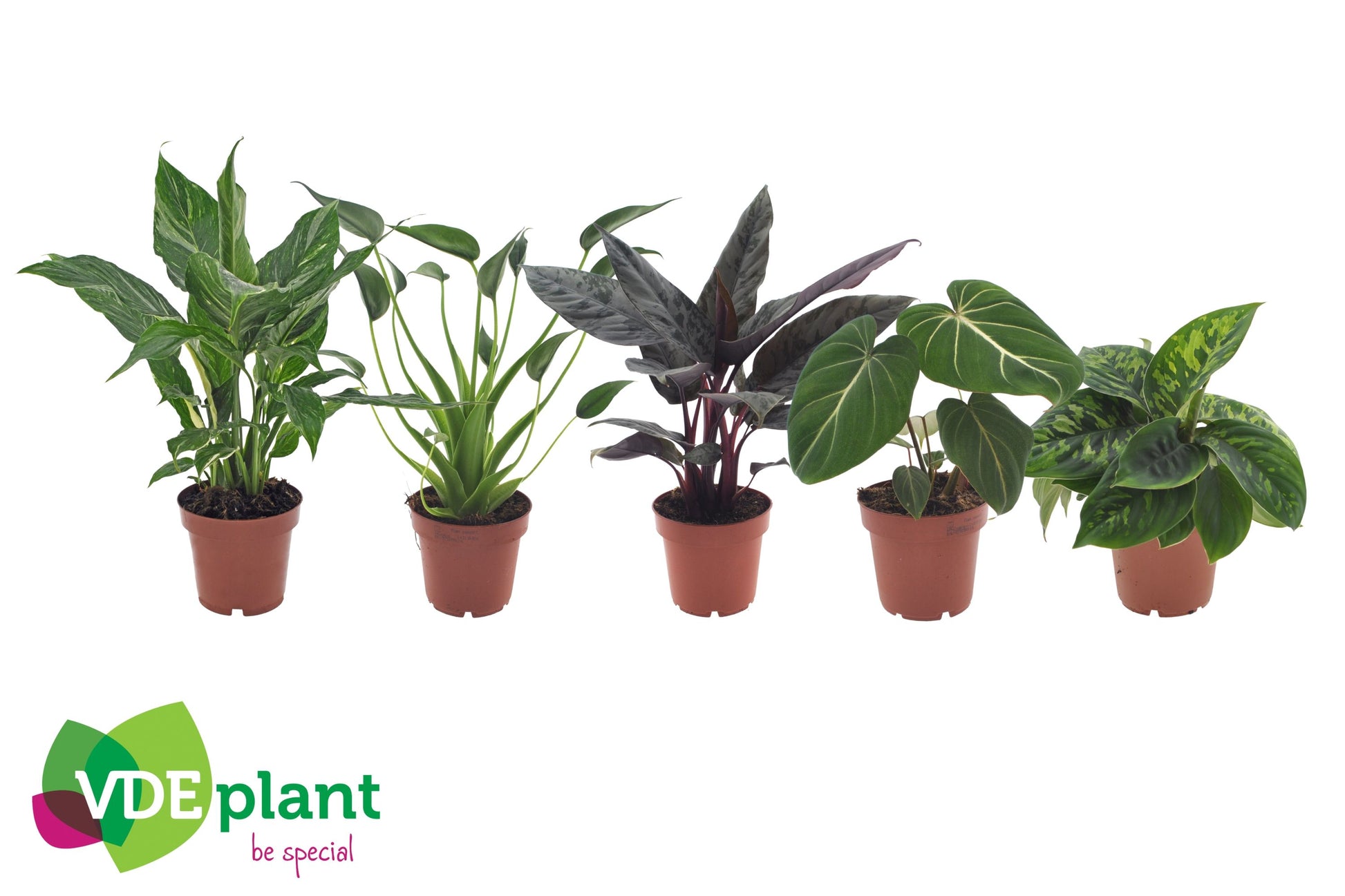 Houseplants deluxe mix 40cm 12cm Pot