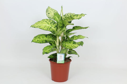 Dieffenbachia Cool Tigris 90cm 24cm Pot