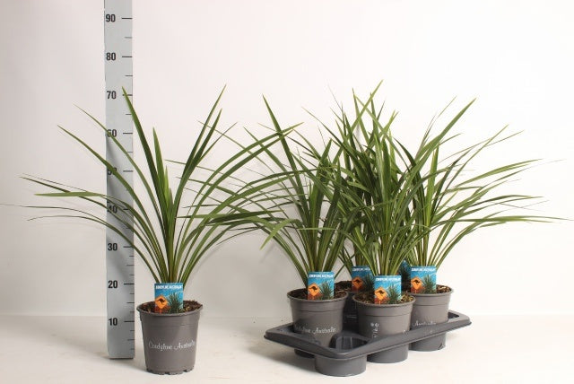 Cordyline indivisa Peko 70cm 17cm Pot
