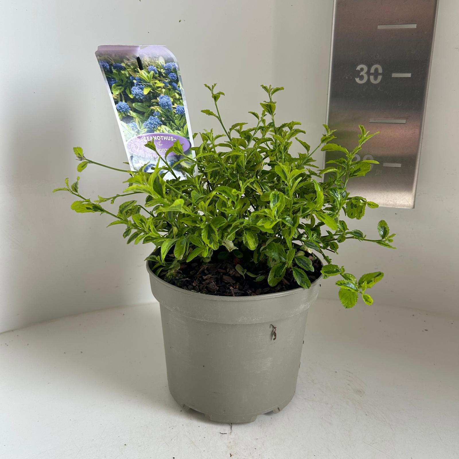 Ceanothus thyr. El Dorado 25cm 17cm Pot