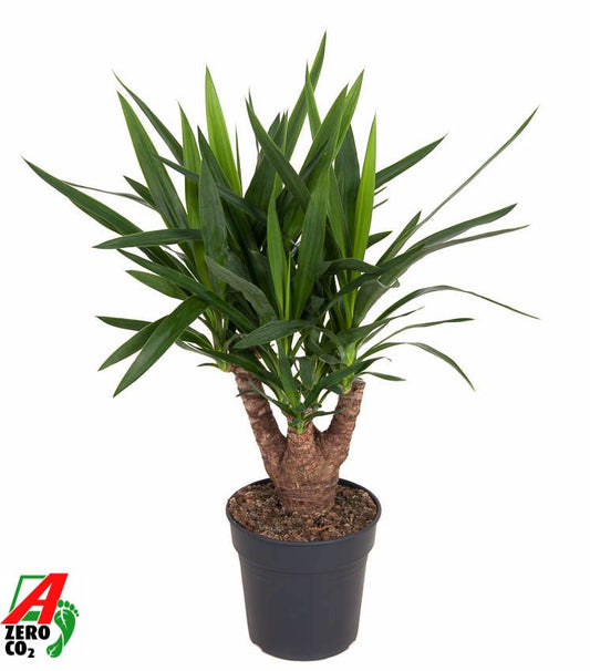 Yucca branched 70cm 21cm Pot
