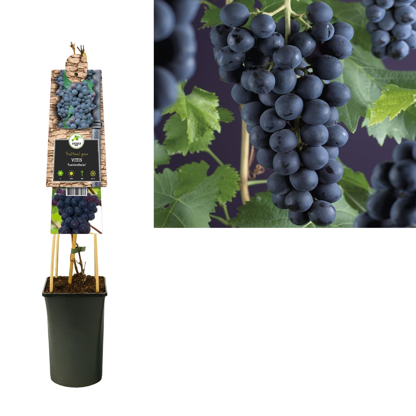 Vitis vinifera Frankenthaler (Black Grape) 75cm 17cm Pot