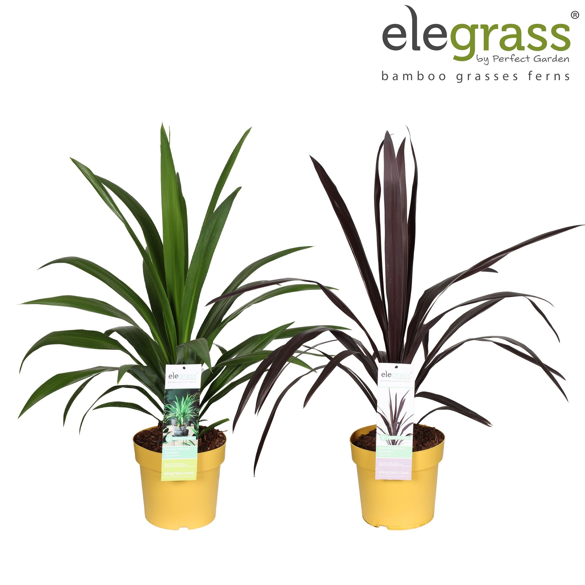 Cordyline mix 70cm 23cm Pot