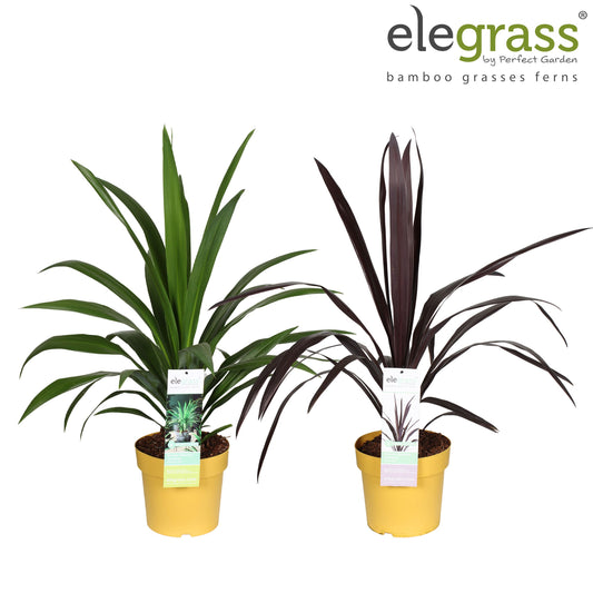 Cordyline mix 70cm 23cm Pot