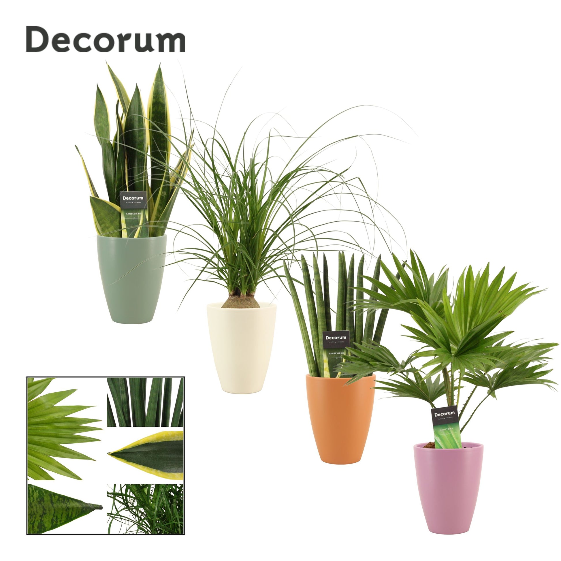 Houseplants mix (+ drp.Carly) 35cm 12cm Pot