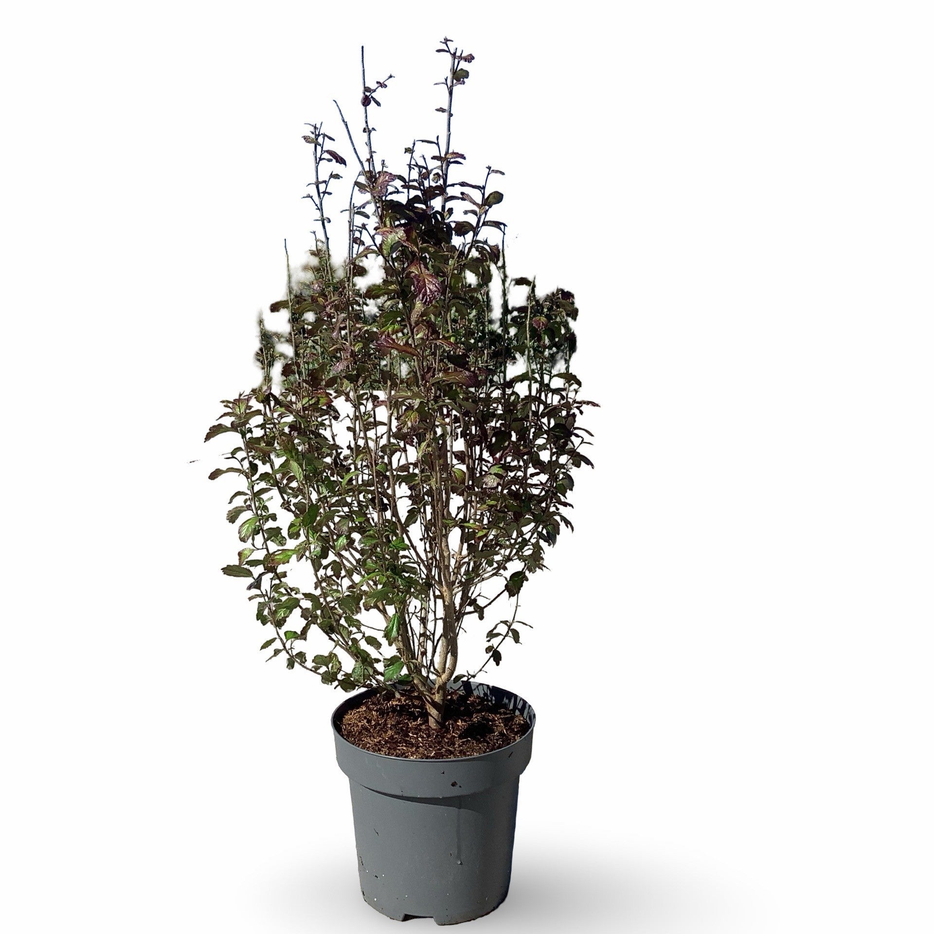 Parrotia persica 100cm 31cm Pot