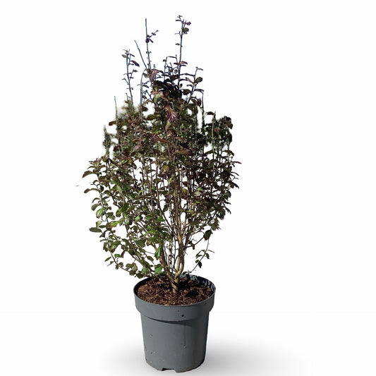Parrotia persica 100cm 31cm Pot