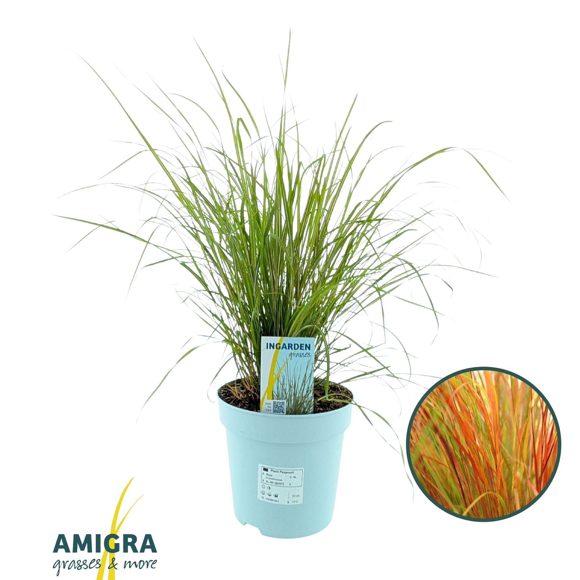 Stipa Arundinacea Pheasant 45cm 17cm Pot