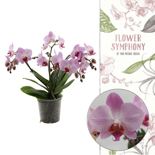 Phalaenopsis mf. Antwerp 35cm 12cm Pot