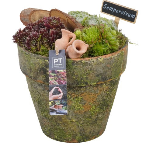 PTS7406 Arrangementen Sempervivum 25cm 16cm Pot