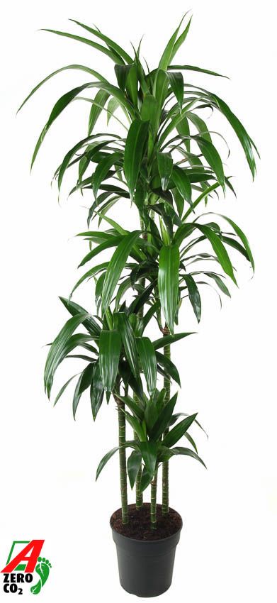 Dracaena fragrans Janet Craig 120-90-60-30 180cm 27cm Pot