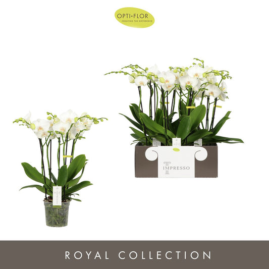 Phalaenopsis Impresso white 60cm 15cm Pot