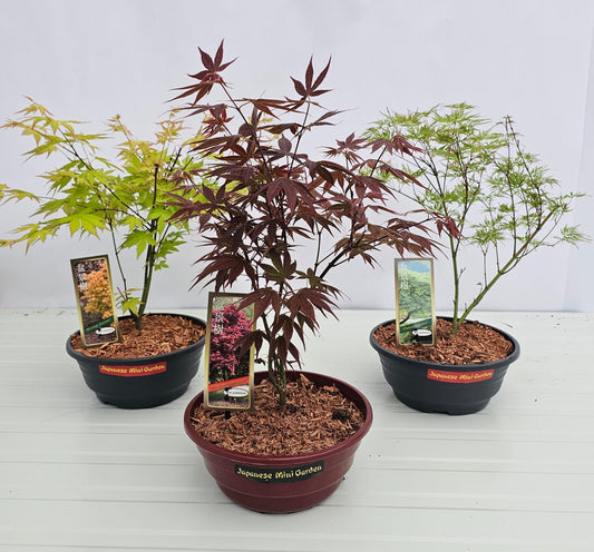 Acer palmatum 50cm 23cm Pot