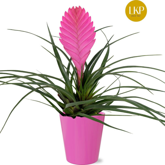 Tillandsia Vincent (+ drp.ceramic) 30cm 10cm Pot