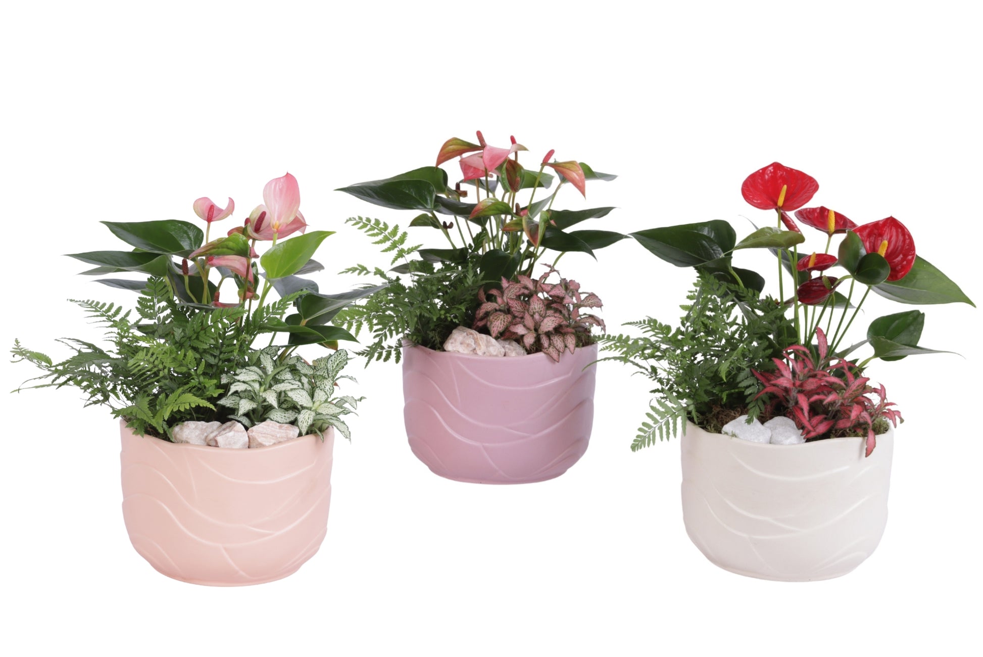 arr. Kamerplanten YR620K0660-2 40cm 20cm Pot