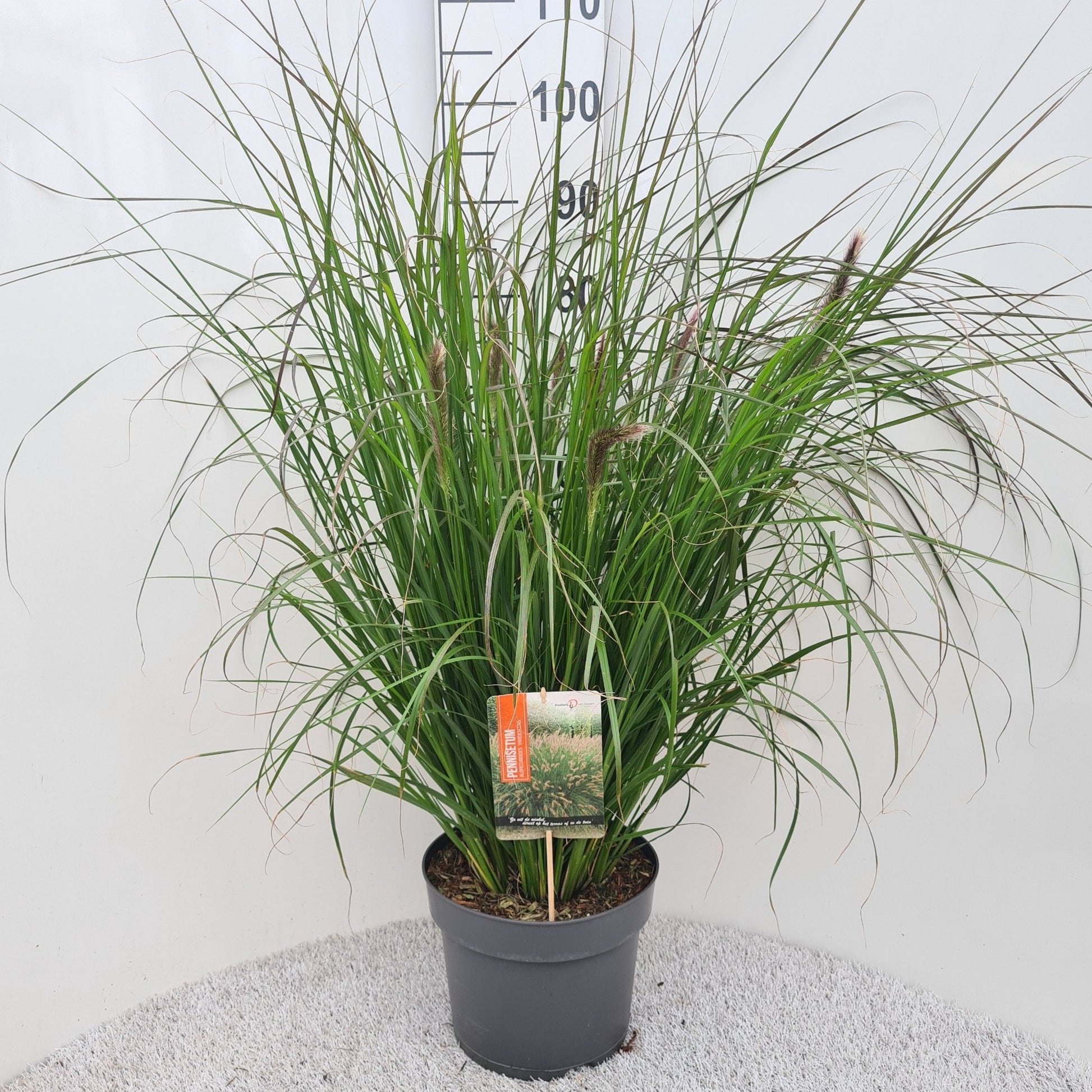 Pennisetum alopecuroides 40cm 26cm Pot